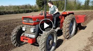 Mf 148 sowing potatoes with mf automatic planter