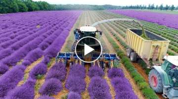Lavender Harvest & Oil Distillation | Valensole - Provence - France ????????| large and small sca...