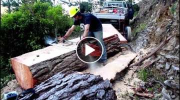 Felling a big pine tree & milling slabs with a portable Chainsaw Mill