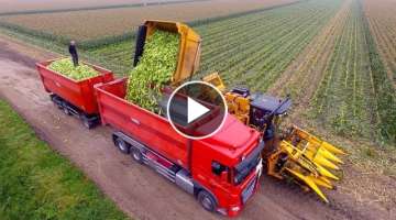 Picking Organic Sweet Corn | Oxbo 2475 corn picker | suiker mais plukken