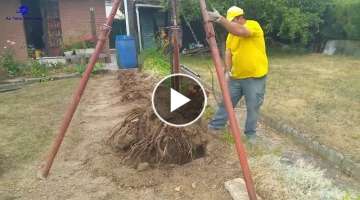 Amazing Stump pulling machine, There Are Many Ways To Remove Stump In Your Garden