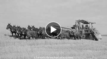 A Snapshot Of History! 20 Mules Pull Combine To Harvest Wheat - 1941 Washington